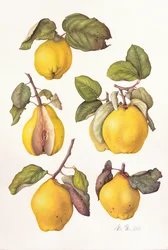 Coings, 2006